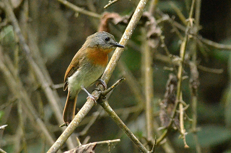 File:White-bellied blue flycatcher female, Ganeshgudi, Karnataka, India.jpg