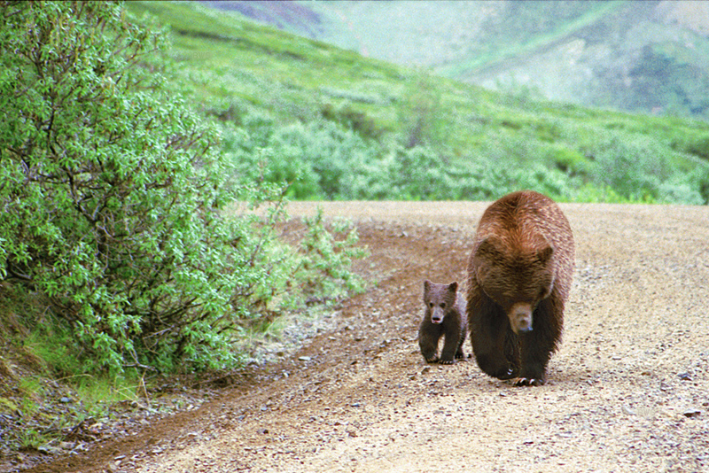 File:A047, Denali National Park, Alaska, USA, bears, 2002.jpg