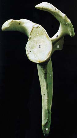 File:LeftScapulaLateral.jpg