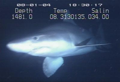 File:Odontaspis ferox 3.jpg