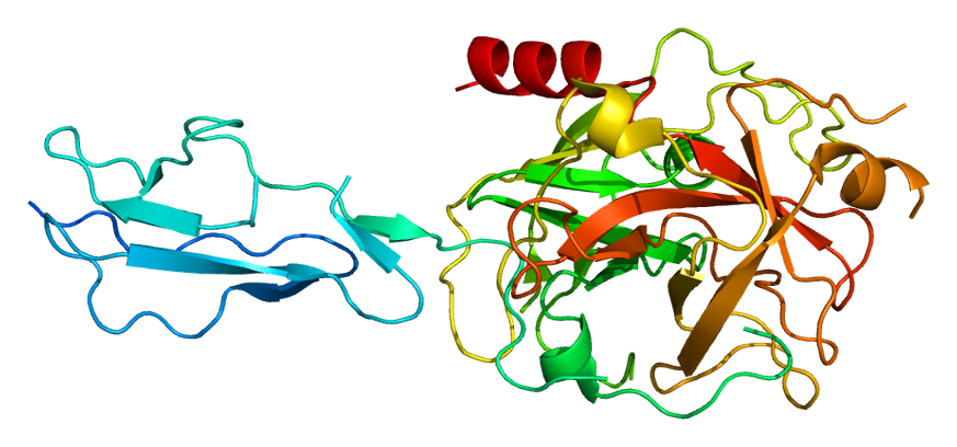 File:Protein C1S PDB 1elv.png