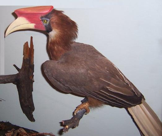 File:Hornbill1.jpg