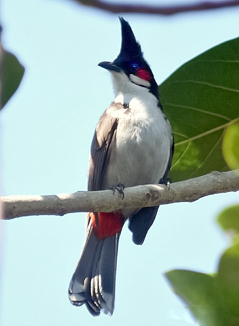 File:Red whiskered Bulbul I IMG 7818.jpg