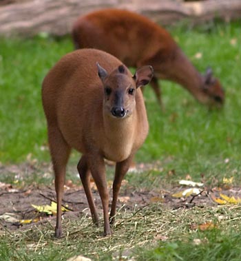 File:Rotducker.jpg
