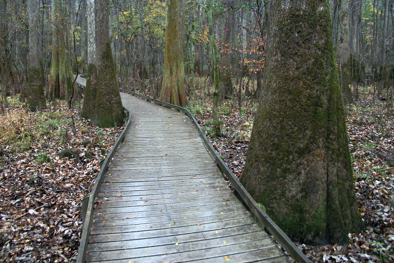 File:A548, Congaree National Park, South Carolina, USA, 2012.jpg