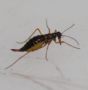 File:Boreus hyemalis 5930585 (cropped).jpg