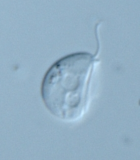 File:DysnectesBrevis.jpg
