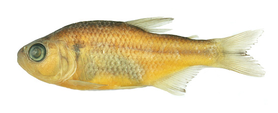File:Hyphessobrycon balbus (CIUnB 05).png