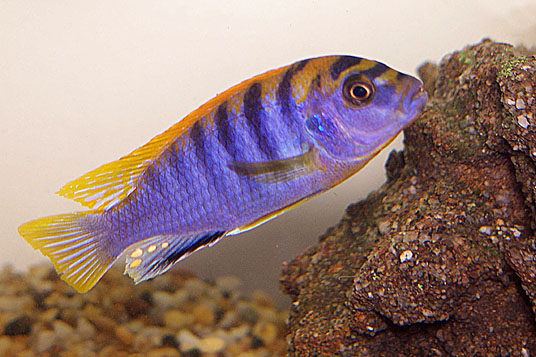 File:Labidochromis sp "hongi".jpg