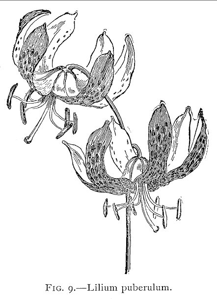 File:LiliumPuberulum.png