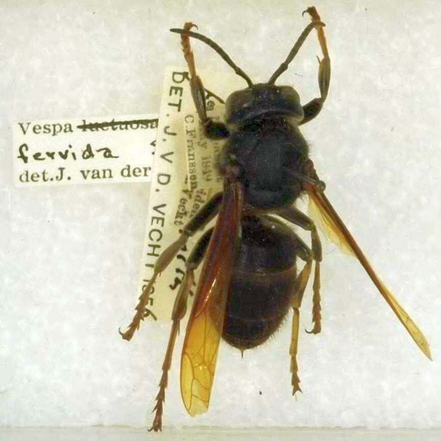 File:Vespa fervida.jpg