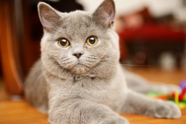 File:BKH-kitten-blue.jpg
