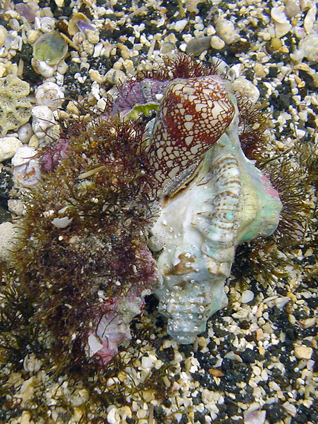 File:Conus pennaeus attacks pair of Cymatium sp.jpg
