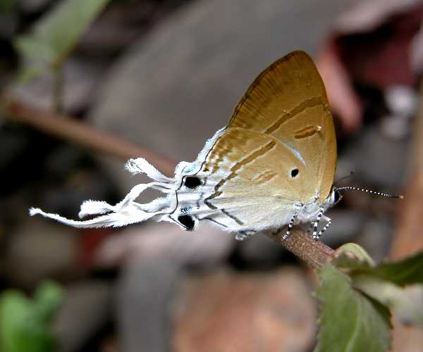 File:VB 016 FlufyTit.jpg