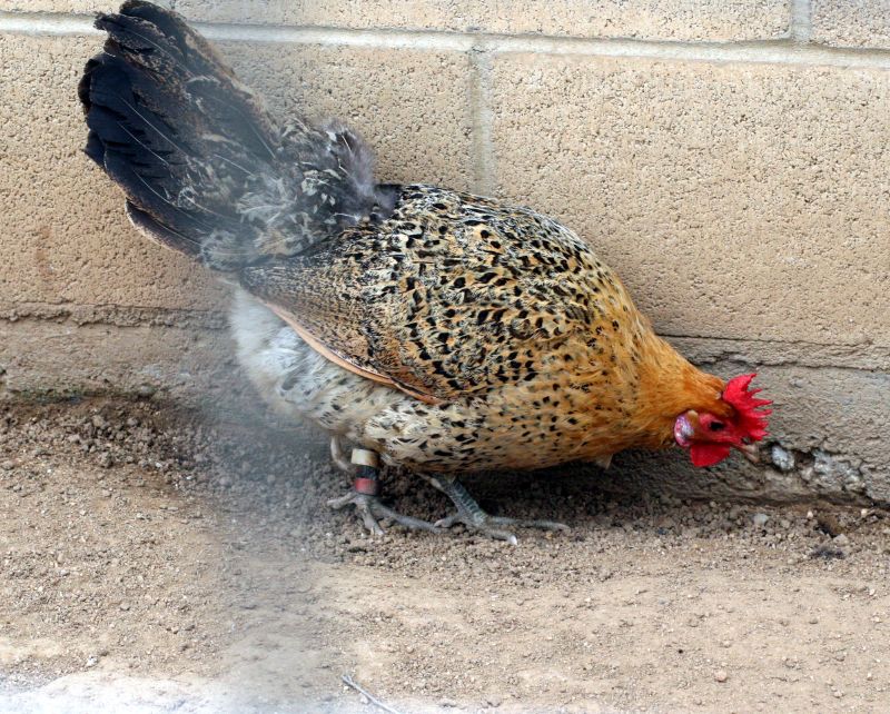 File:Buttercup Chicken1.jpg