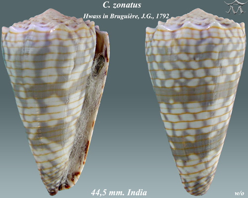 File:Conus zonatus 2.jpg