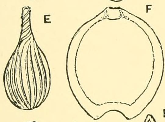 File:Lagena sulcata and Lagena marginata.jpg