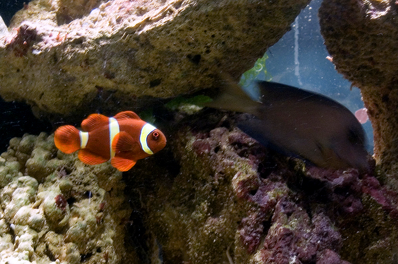 File:Mclown.1.jpg