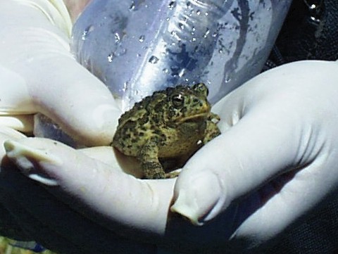 File:Wyoming Toad USFWS Inspected.jpg