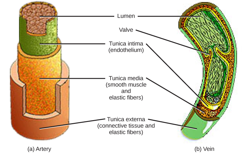 File:Figure 40 03 07.jpg