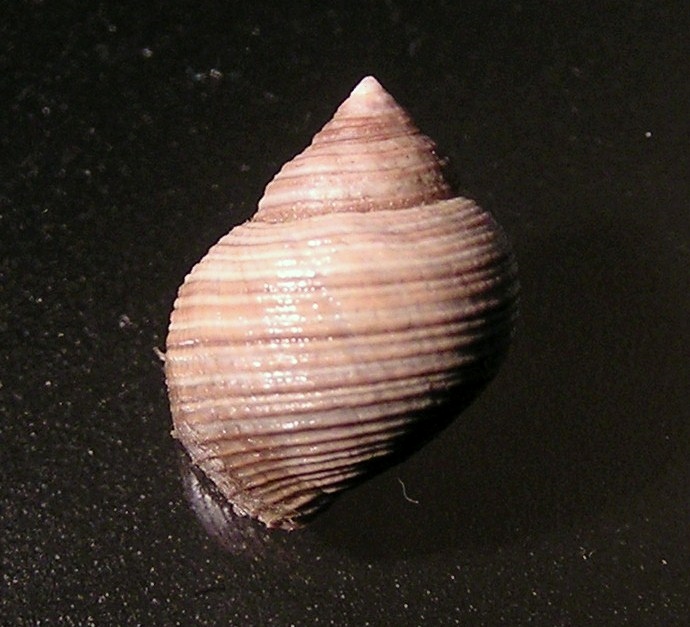 File:Littorina saxatilis 003.jpg
