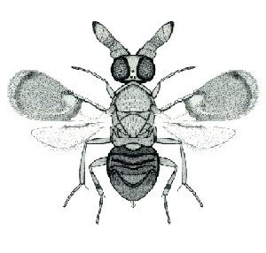 File:Anicetus communis.jpg