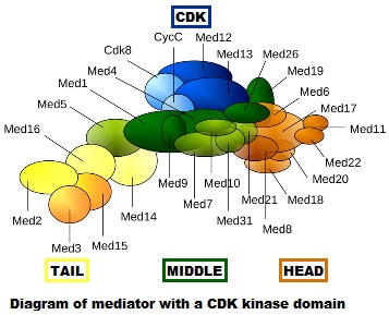 File:Mediator4TC.jpg