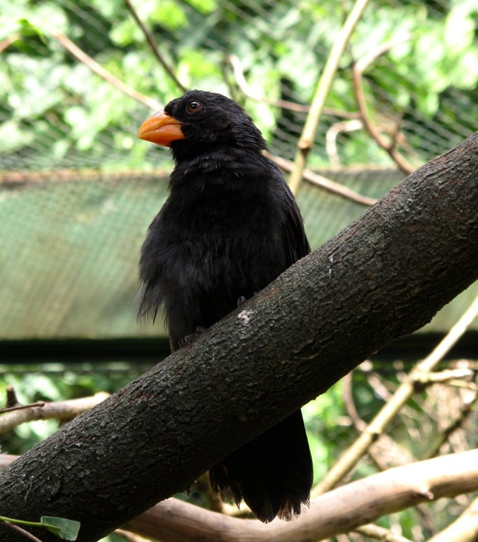 File:Saltator fuliginosus -Pomerode Zoo, Santa Catarina, Brazil -adult male-8a.jpg