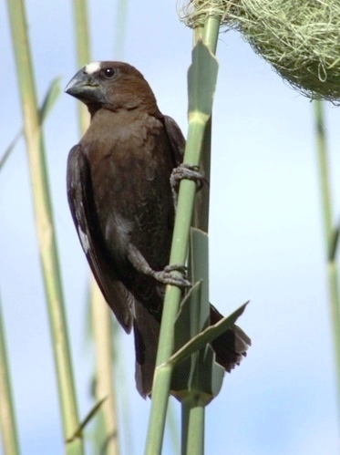 File:Amblyospiza albifrons -Pretoria, South Africa -male-8, crop.jpg