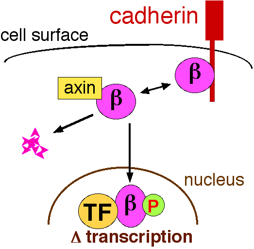File:Betareg.PNG