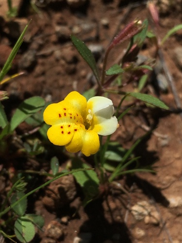 File:Erythranthe bicolor.jpg