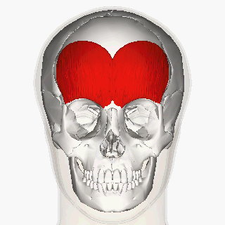File:Frontalis muscle animation small.gif