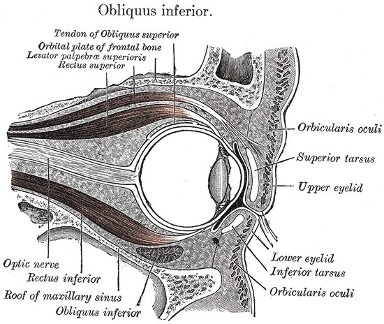 File:Gray888.png
