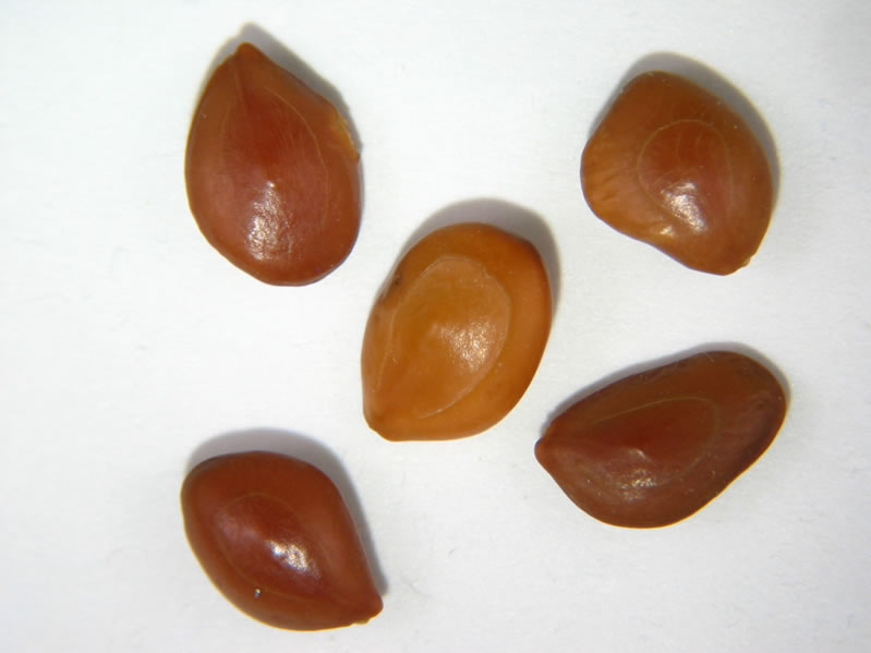 File:Prosopis velutina seeds.jpg