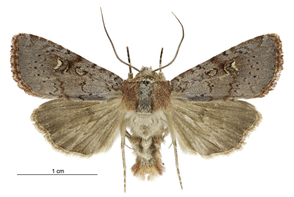 File:Tmetolophota hartii male.jpg