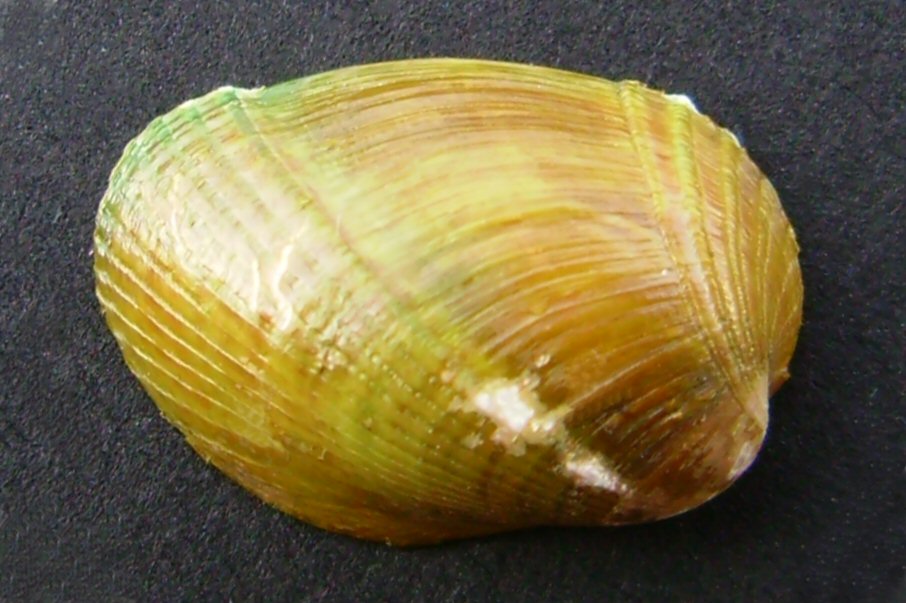 File:Modiolarca impacta.JPG