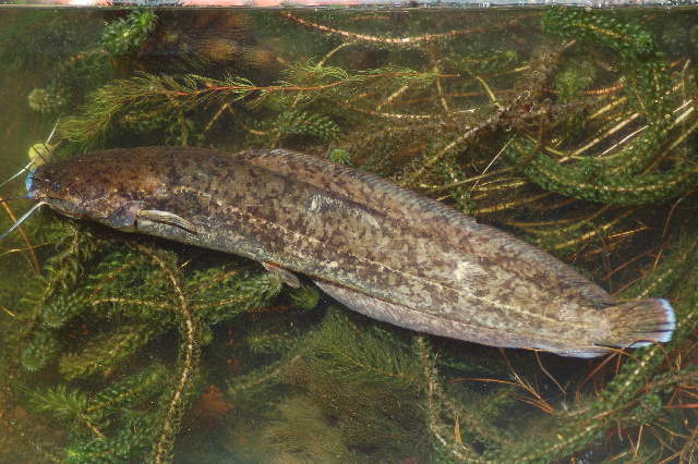 File:Clarias stappersii.jpg