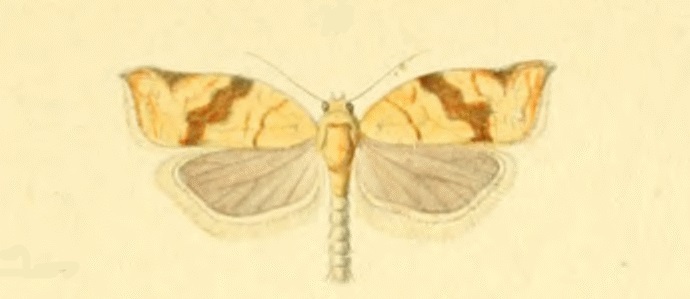 File:Clepsis siciliana.jpg