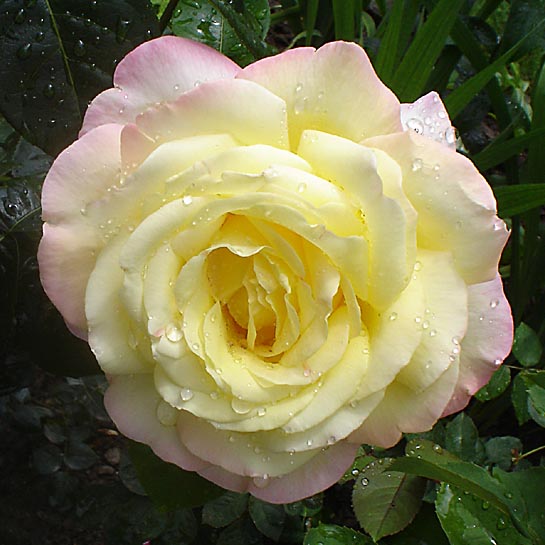 File:Rose.A.Mailend1.jpg