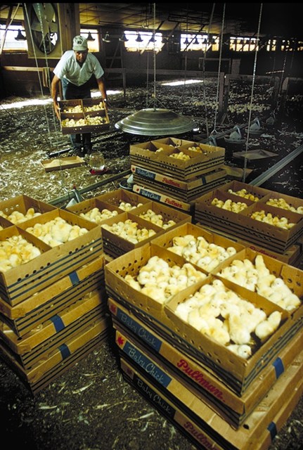 File:Broiler chicks.jpg
