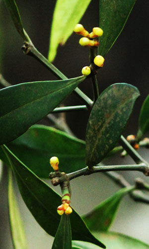 File:Garcinia imberti Bourd.JPG