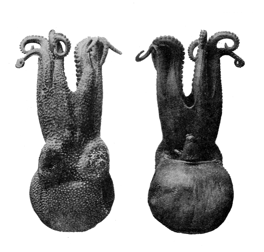 File:Pareledone charcoti.jpg