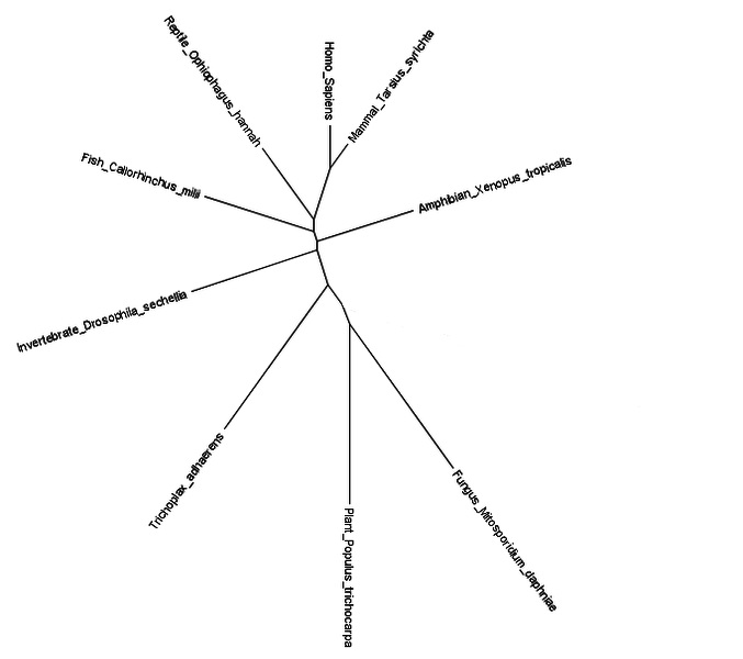File:Phylogeny.jogddd.jpg