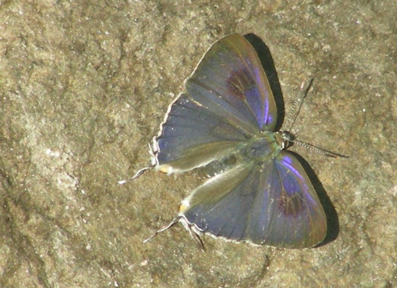 File:AB102 Hypolycaena erylus.JPG
