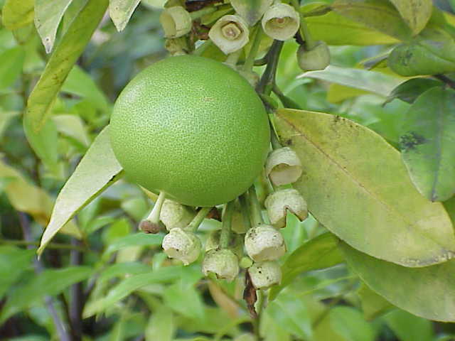 File:Citrus maxima0.jpg