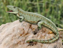 File:Proterogyrinus NT.jpg