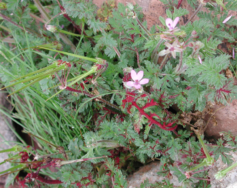 File:Synchytrium on Erodium cicutarium.jpg