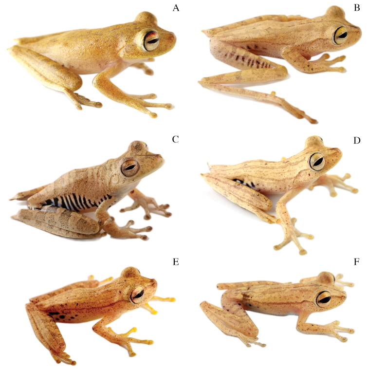 File:Systematics-of-treefrogs-of-the-Hypsiboas-calcaratus-and-Hypsiboas-fasciatus-species-complex-(Anura-ZooKeys-370-001-g009.jpg