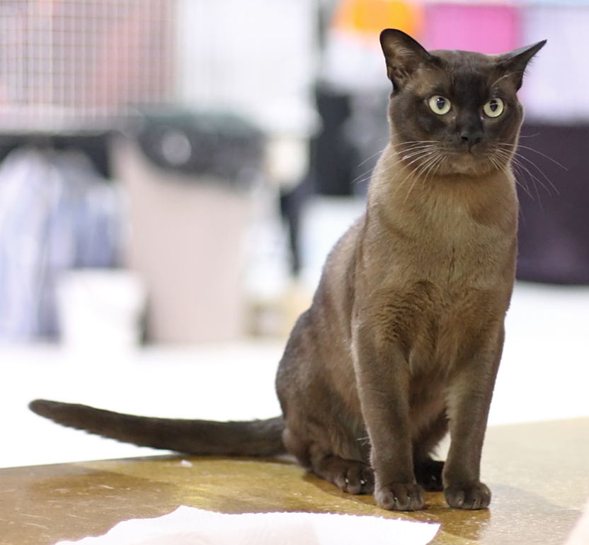 File:British burmese - Andel Alois at Cat show.JPG