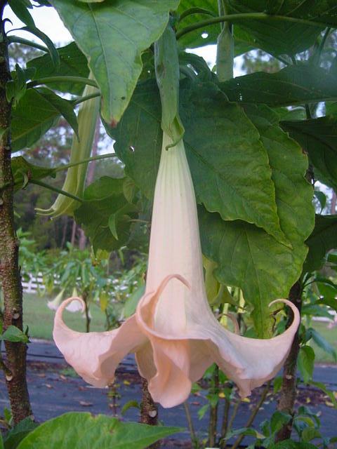 File:Brugmansia versicolor1SSNU.jpg